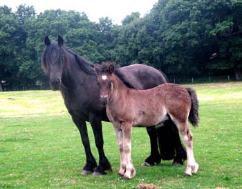 Fell pony mare Maydew and foal Windsor